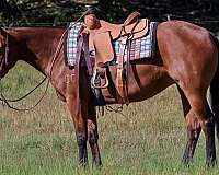athletic-quarter-horse