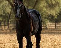 barrel-racing-quarter-horse
