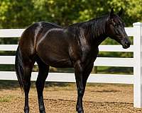 barrel-quarter-horse