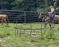 dunskin-playday-horse