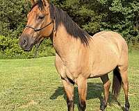 roan-horse