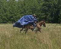 dunskin-roan-horse