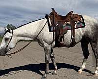 breeding-quarter-horse