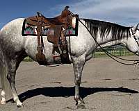 all-around-quarter-horse