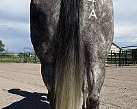horsemanship-quarter-horse