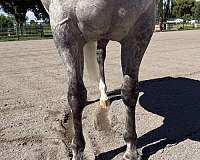 playday-quarter-horse