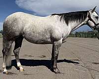 ranch-quarter-horse