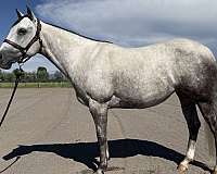 ranch-versatility-quarter-horse