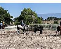 ranch-work-quarter-horse