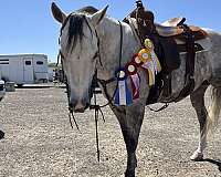 reined-cow-quarter-horse