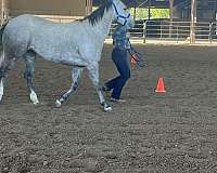 roping-quarter-horse