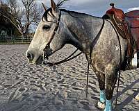 show-experience-quarter-horse