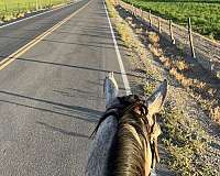trail-quarter-horse