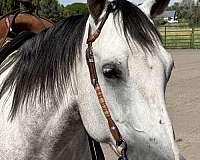 trail-riding-quarter-horse