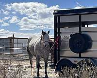 trained-quarter-horse
