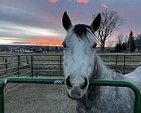 trail-class-competition-quarter-horse