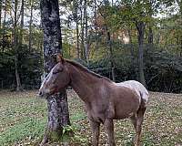 chestnut-appaloosa-mare
