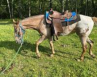 chestnut-mare-for-sale