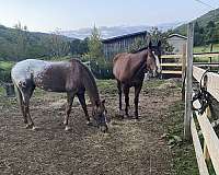 14-hand-appaloosa-mare
