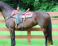 all-around-friesian-horse