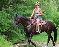 athletic-friesian-horse