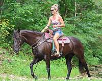 beginner-friesian-horse