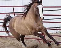 all-arounder-quarter-horse