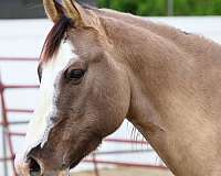 arena-quarter-horse