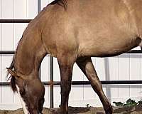 all-quarter-horse