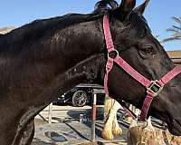 arabian-morab-horse