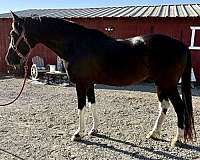 all-morab-horse
