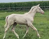 cremello-trakehner-warmblood-for-sale