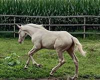 cremello-trakehner-warmblood-colt