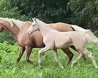 cremello-trakehner-warmblood-horse