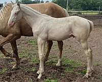cremello-trakehner-warmblood