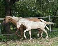 trakehner-warmblood-horse