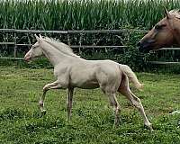 trakehner-warmblood-colt