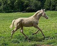 trakehner-warmblood