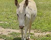 white-grey-spots-horse