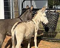 halter-miniature-spotted-horse