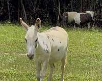 grey-spots