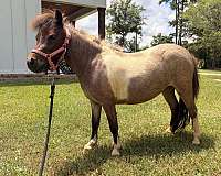 therapy-pinto-horse