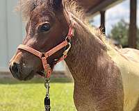 miniature-filly
