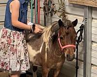 miniature-horse-for-sale