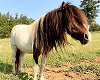 bay-pinto-stallion-horse
