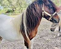 bay-pinto-amha-amhr-stallion