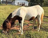 bay-pinto-amha-amhr-horse