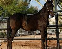 black-small-white-star-on-forehead-horse