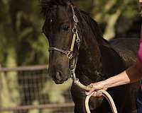 competitor-friesian-horse
