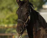 halters-friesian-horse